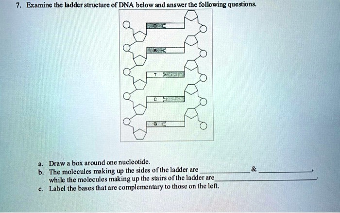 Solved Examine The Ladder Structure Of Dna Below And Answer The Follwing Questions Draw Box Around One Nucleotide The Molecules Making Up The Sides Ofthe Ladder Are While The Molecules Making Up The