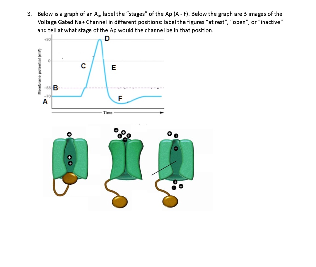 SOLVED: Below is a graph ofan Ap label the