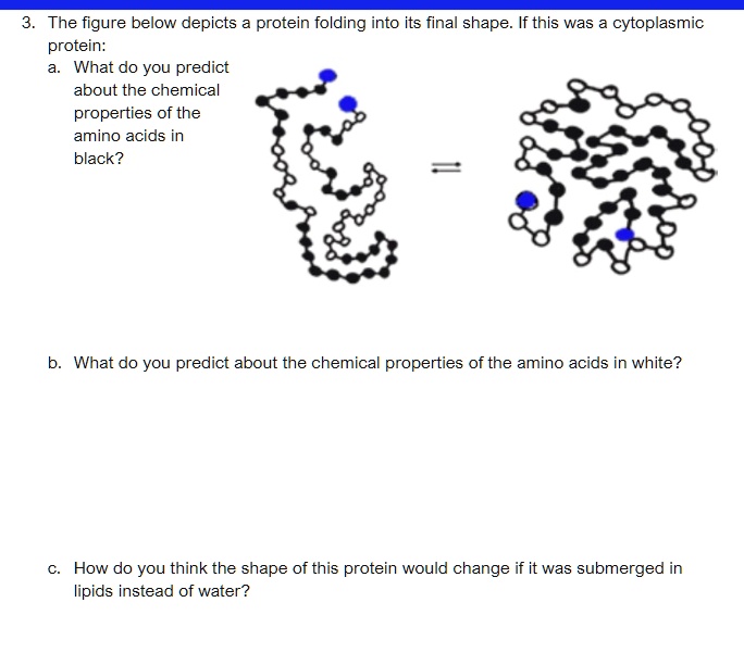 3. The figure below depicts a protein folding into its final shape. If this was a cytoplasmic protein:
a. What do you predict about the chemical properties of the amino acids in black?
b. What do you predict about the chemical properties of the amino acids in white?
c. How do you think the shape of this protein would change if it was submerged in lipids instead of water?