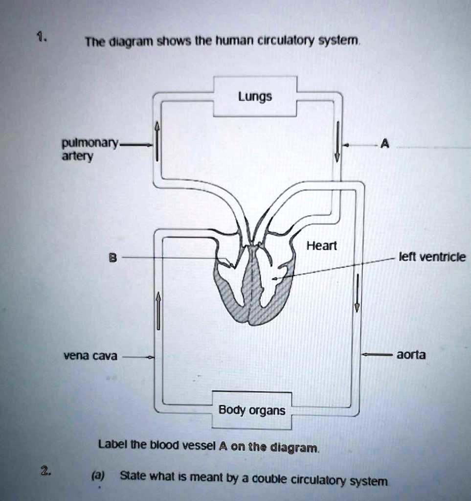 SOLVED: The diagram shows the human circulatory system. Lungs Pulmonary ...