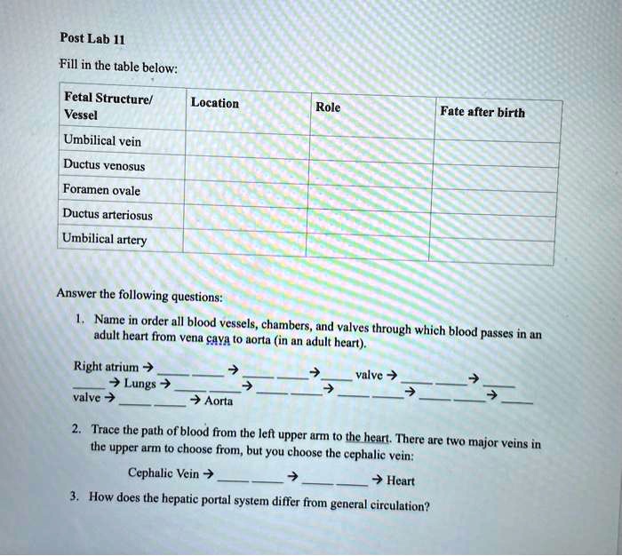 Solved: Post Lab H Fill In The Table Below: Fetal Structure  Vessel 