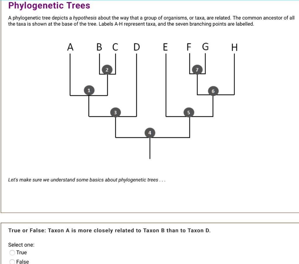 Phylogenetic Trees
A phylogenetic tree depicts a hypothesis about the way that a group of organisms, or taxa, are related. The common ancestor of all the taxa is shown at the base of the tree. Labels A-H represent taxa, and the seven branching points are labelled.
A B C D E F G H
2
7
1
6
3
5
4
Let's make sure we understand some basics about phylogenetic trees . . .
True or False: Taxon A is more closely related to Taxon B than to Taxon D.
Select one:
True
False