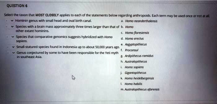Select the taxon that MOST CLOSELY applies to each of the statements below regarding anthropoids. Each term may be used once or not at all.
- Hominin genus with small head and oval birth canal.
- Species with a brain mass approximately three times larger than that of other extant hominins.
- Species that comparative genomics suggests hybridized with Homo sapiens.
- Small-statured species found in Indonesia up to about 50,000 years ago.
- Genus conjectured by some to have been responsible for the Yeti myth in southeast Asia.

a. Homo neanderthalensis
b. Homo
c. Homo floresiensis
d. Homo erectus
e. Aegyptopithecus
f. Proconsul
g. Ardipithecus ramidus
h. Australopithecus
i. Homo sapiens
j. Gigantopithecus
k. Homo heidelbergensis
l. Homo habilis
m. Australopithecus afarensis