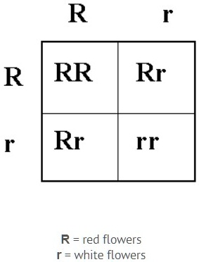 R r RR Rr r Rr rr R = red flowers r = white flowers