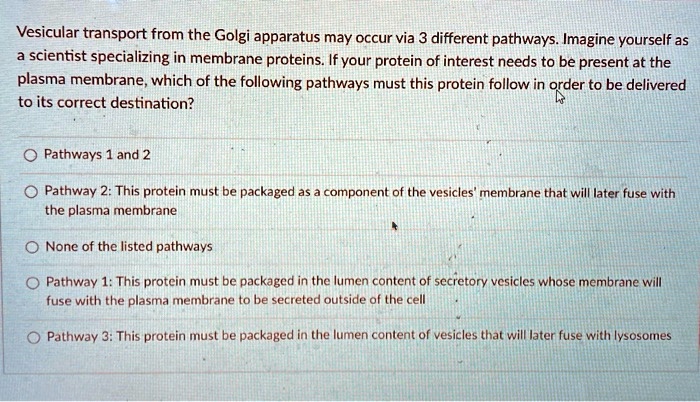 Vesicular transport from the Golgi apparatus may occur via 3 different pathways. Imagine yourself as a scientist specializing in membrane proteins. If your protein of interest needs to be present at the plasma membrane, which of the following pathways must this protein follow in order to be delivered to its correct destination?

Pathways 1 and 2

Pathway 2: This protein must be packaged as a component of the vesicles' membrane that will later fuse with the plasma membrane

None of the listed pathways

Pathway 1: This protein must be packaged in the lumen content of secretory vesicles whose membrane will fuse with the plasma membrane to be secreted outside of the cell

Pathway 3: This protein must be packaged in the lumen content of vesicles that will later fuse with lysosomes