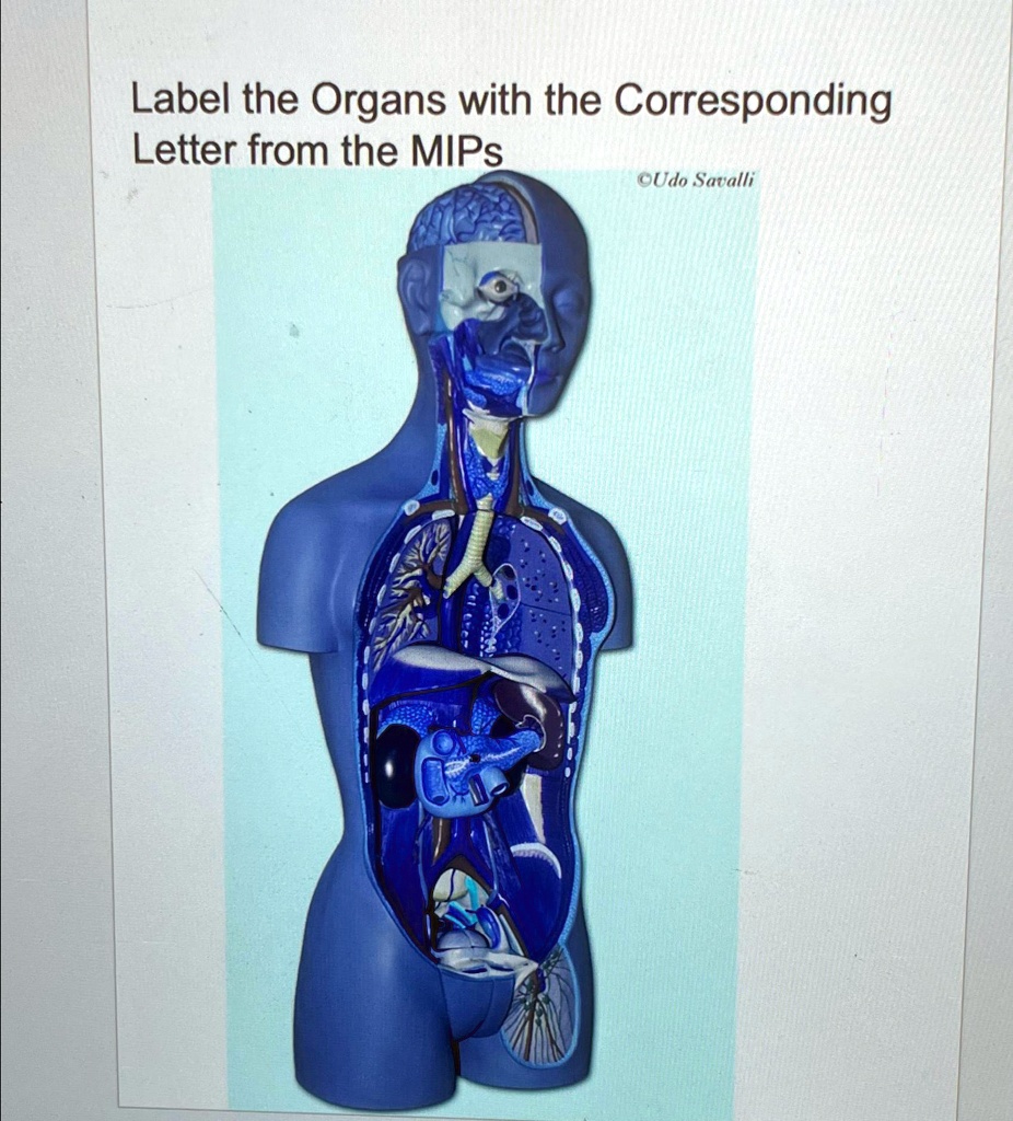 Label the organs with the corresponding letter from the mips udo savalli