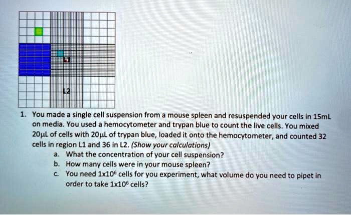SOLVED:You made a single cell suspension from mouse spleen and ...