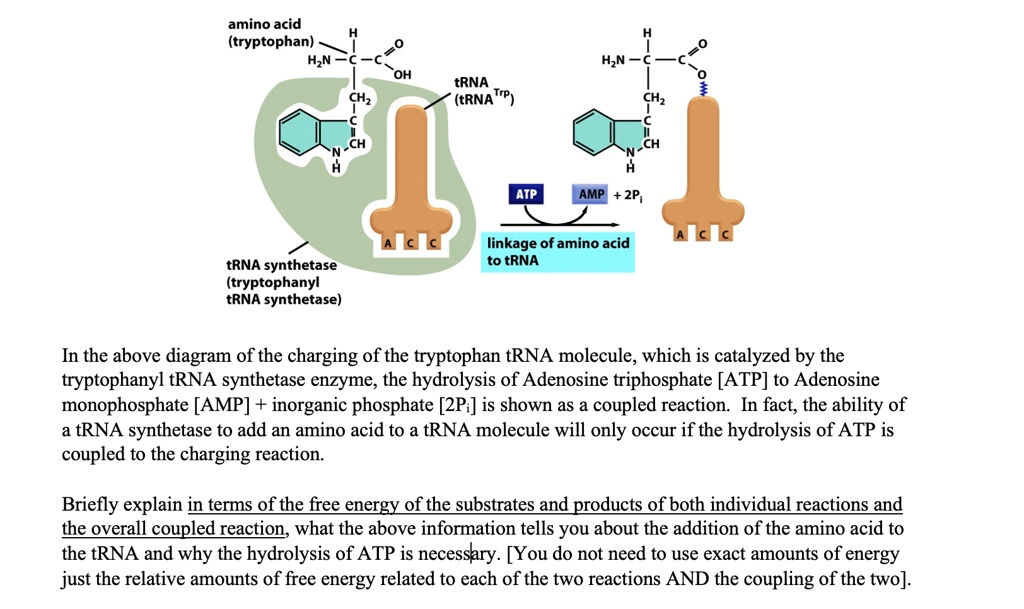 Solved In The Above Diagram Of The Charging Of The Tryptophan Trna