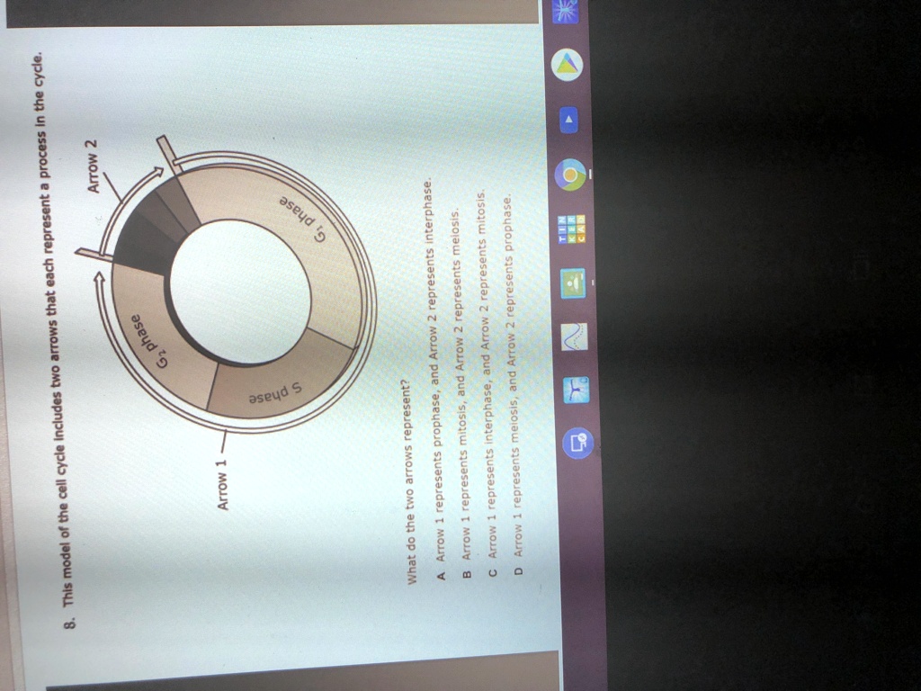 SOLVED 'This model of the cell cycle includes two arrows that each
