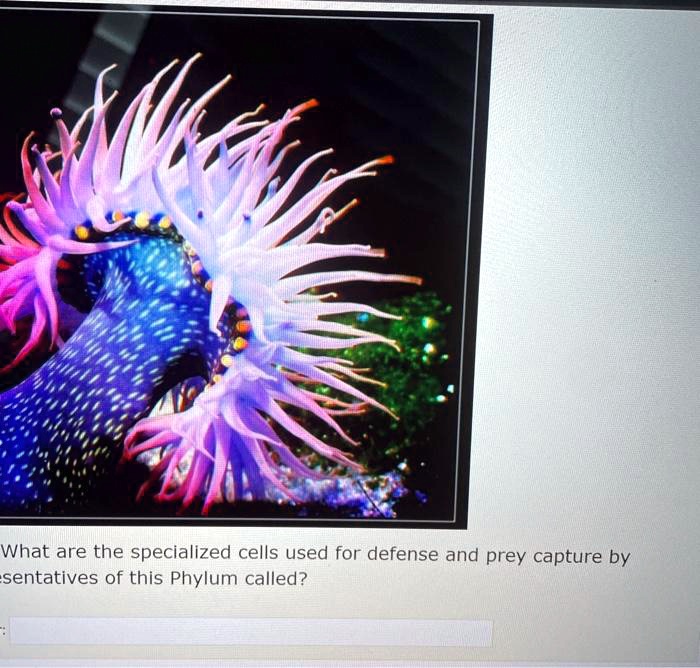 What are the specialized cells used for defense and prey capture by representatives of this Phylum called?