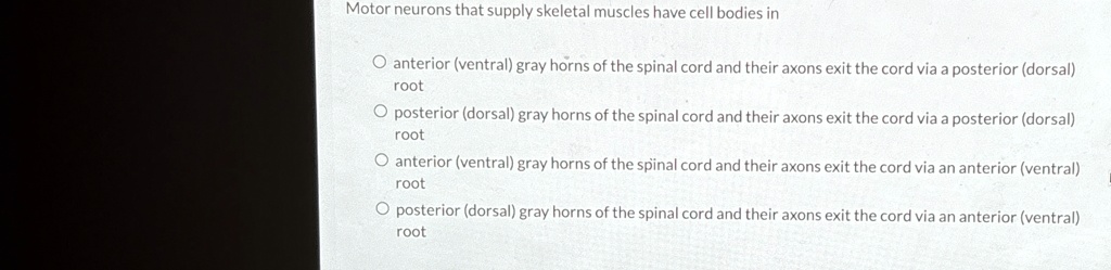 motor neurons that supply skeletal muscles have cell bodies in o ...