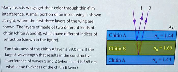 Insect Wing Interference Many insects wings get their color through thin-film interference. A ...
