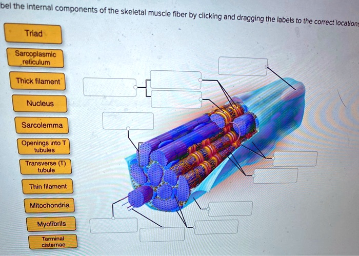 The internal components of the skeletal muscle fiber: - Triad ...