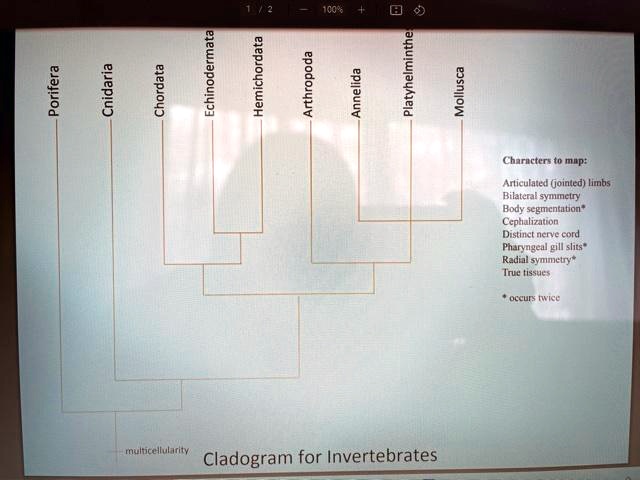 Porifera
Cnidaria
Chordata
Echinodermata
Hemichordata
Arthropoda
Annelida
Platyhelminthes
Mollusca

Characters to map:
Articulated (jointed) limbs
Bilateral symmetry
Body segmentation*
Cephalization
Distinct nerve cord
Pharyngeal gill slits*
Radial symmetry*
True tissues

* occurs twice

multicellularity
Cladogram for Invertebrates