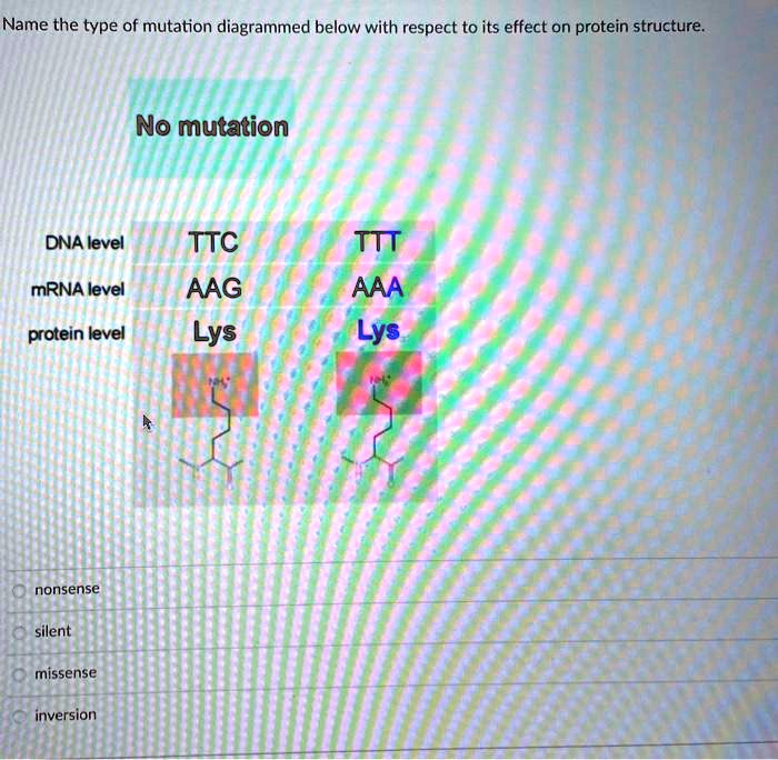 Name the type of mutation diagrammed below with respect to its effect on protein structure.
No mutation
DNA level TTC TTT
mRNA level AAG AAA
protein level Lys Lys
nonsense
silent
missense
inversion