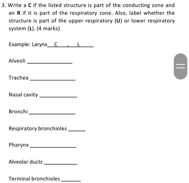 3. Write C if the listed structure is part of the conducting zone and ...