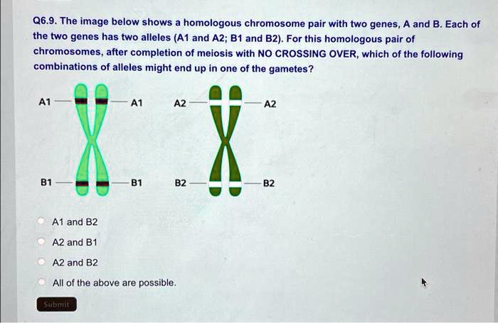 Q6.9. The Image Below Shows A Homologous Chromosome Pair With Two Genes ...