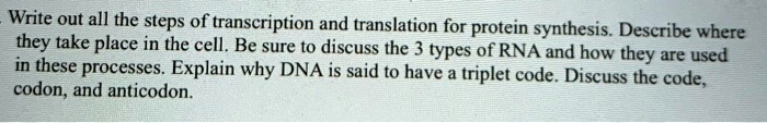 Write out all the steps of transcription and translation for protein synthesis. Describe where they take place in the cell. Be sure to discuss the 3 types of RNA and how they are used in these processes. Explain why DNA is said to have a triplet code. Discuss the code, codon, and anticodon.