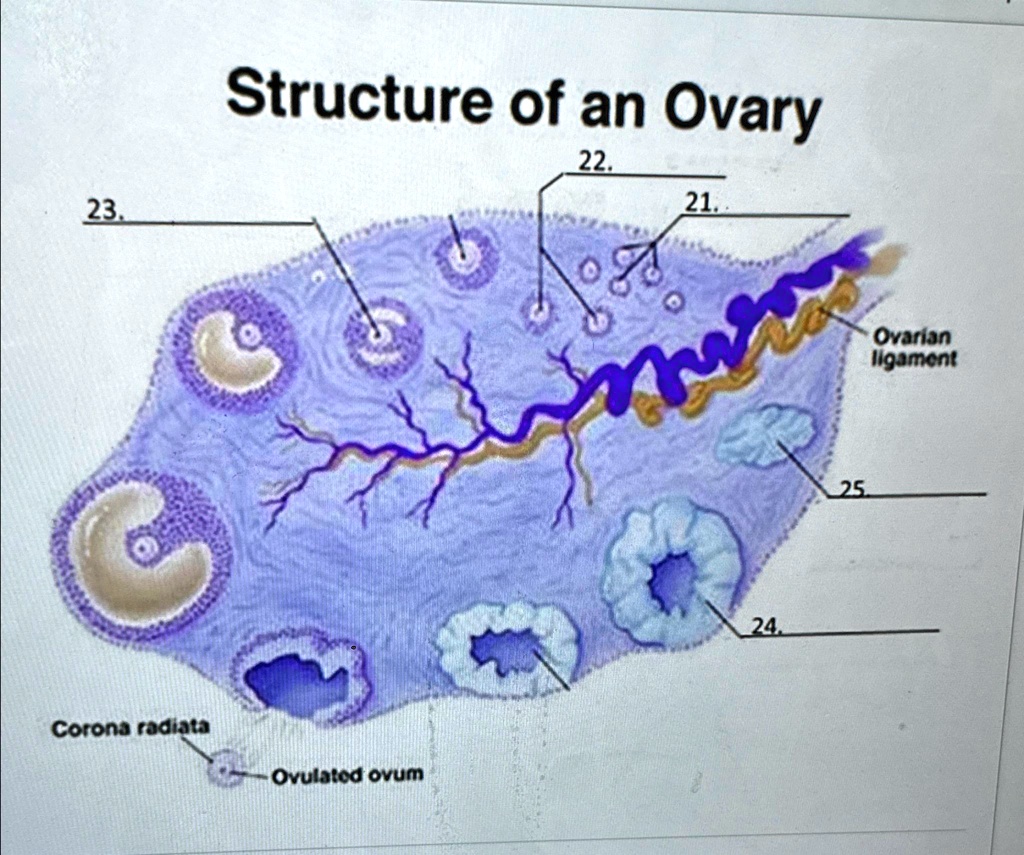 SOLVED: Structure of an Ovary Structure of an Ovary 22. 21 23. Ovarian ...