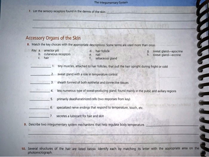 SOLVED The Integumentary System 7. List the sensory receptors found in