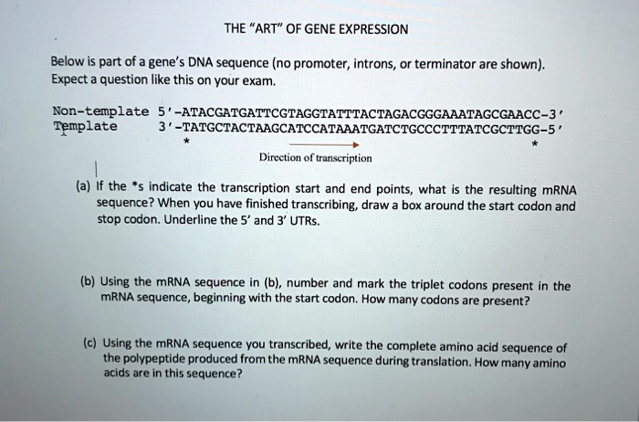 THE "ART" OF GENE EXPRESSION
Below is part of a gene's DNA sequence (no promoter, introns, or terminator are shown).
Expect a question like this on your exam.
Non-template 5'-ATACGATGATTCGTAGGTATTTACTAGACGGGAAATAGCGAACC-3'
Template 3'-TATGCTACTAAGCATCCATAAATGATCTGCCCTTTATCGCTTGG-5'
* * 
Direction of transcription
(a) If the *s indicate the transcription start and end points, what is the resulting mRNA
sequence? When you have finished transcribing, draw a box around the start codon and
stop codon. Underline the 5' and 3' UTRs.
(b) Using the mRNA sequence in (b), number and mark the triplet codons present in the
mRNA sequence, beginning with the start codon. How many codons are present?
(c) Using the mRNA sequence you transcribed, write the complete amino acid sequence of
the polypeptide produced from the mRNA sequence during translation. How many amino
acids are in this sequence?