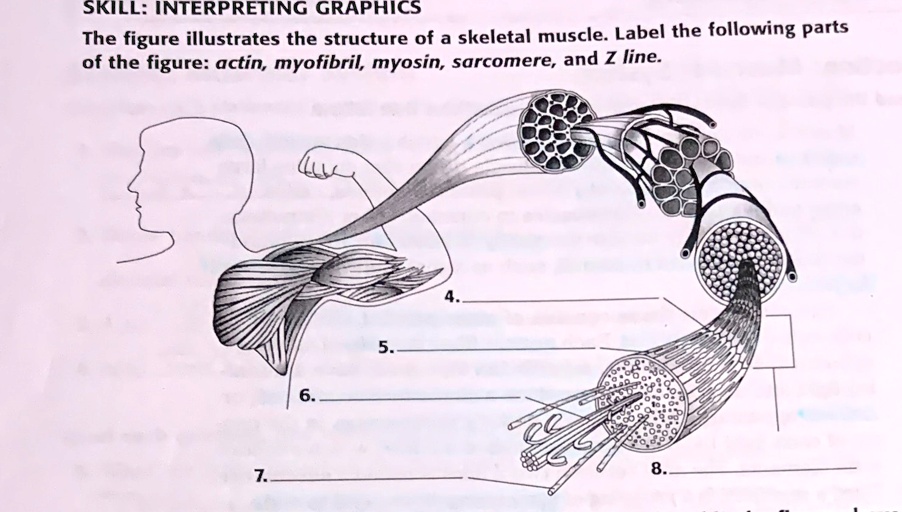 'Label the following parts of the figure actin, myosin, and