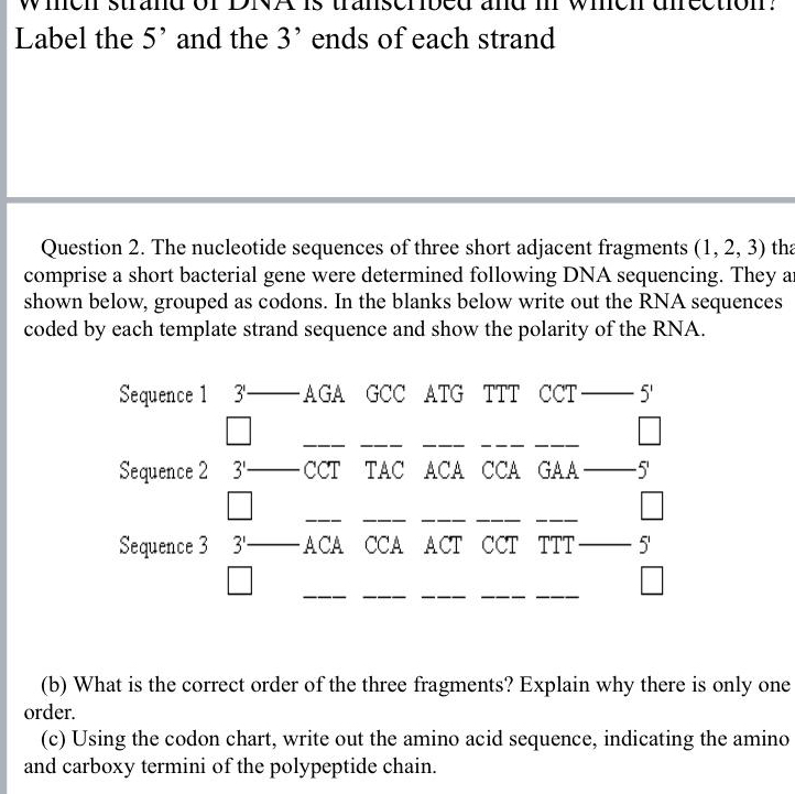 SOLVED: Label The 5' And The 3' Ends Of Each Strand Question 2. The ...