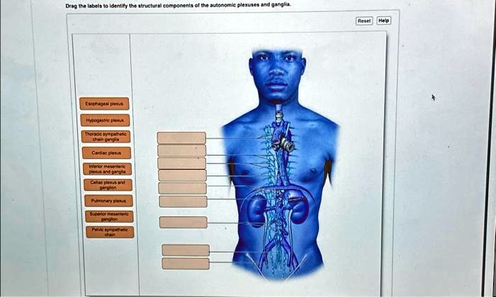 ural components of the autonomic plexuses and ganglia. Esophageal ...