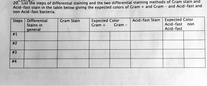 20 list the steps of differential staining and the two differential ...