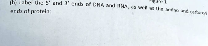 b label the 5 and 3 ends of dna figure 1 and rna as well as the ends of ...