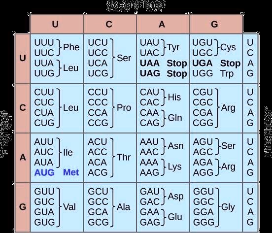 a template strand of dna in a gene reads tct cca agc 5 using the codon ...