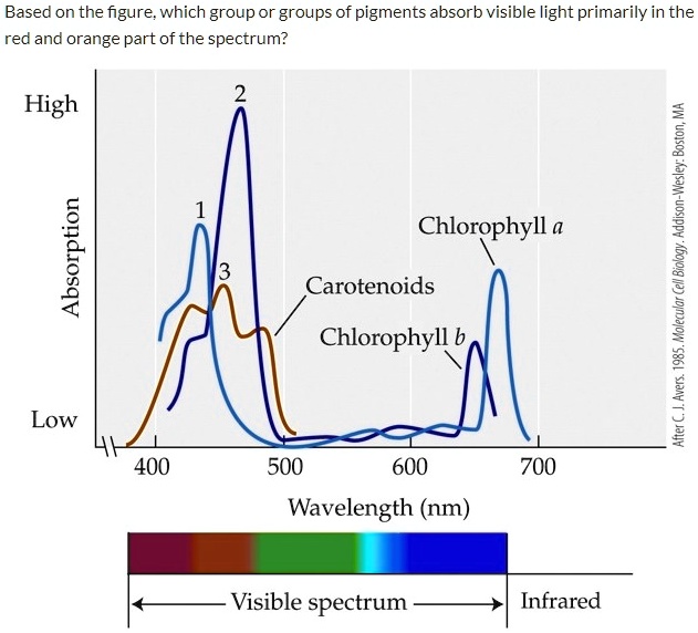 SOLVED: Based on the figure; which groupor groups of pigments absorb ...