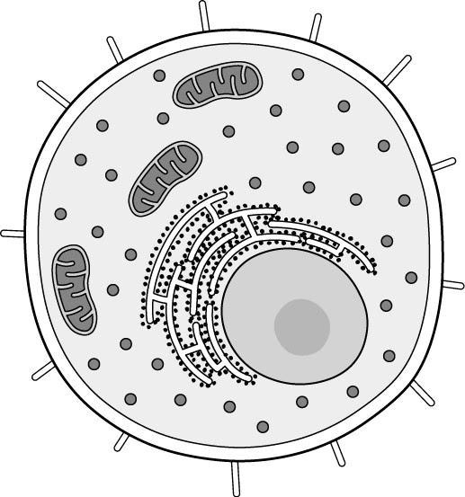 SOLVED: 'The following diagram shows a single cell. Is the cell ...