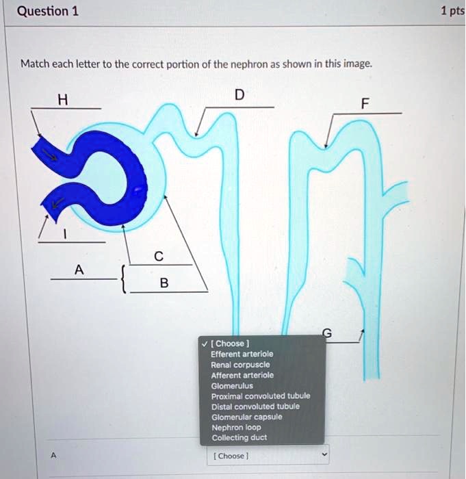 SOLVED Question 1 1pts Match Each Letter To The Correct Portion Of The   2a4fa21fd3974c36a020a6d203e0e48c 