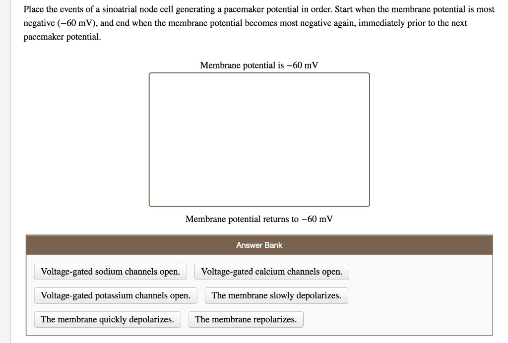 Place the events of a sinoatrial node cell generating a pacemaker potential in order. Start when the membrane potential is most negative (-60 mV), and end when the membrane potential becomes most negative again, immediately prior to the next pacemaker potential.
Membrane potential is -60 mV
Membrane potential returns to -60 mV
Answer Bank
Voltage-gated sodium channels open.
Voltage-gated calcium channels open.
Voltage-gated potassium channels open.
The membrane slowly depolarizes.
The membrane quickly depolarizes.
The membrane repolarizes.