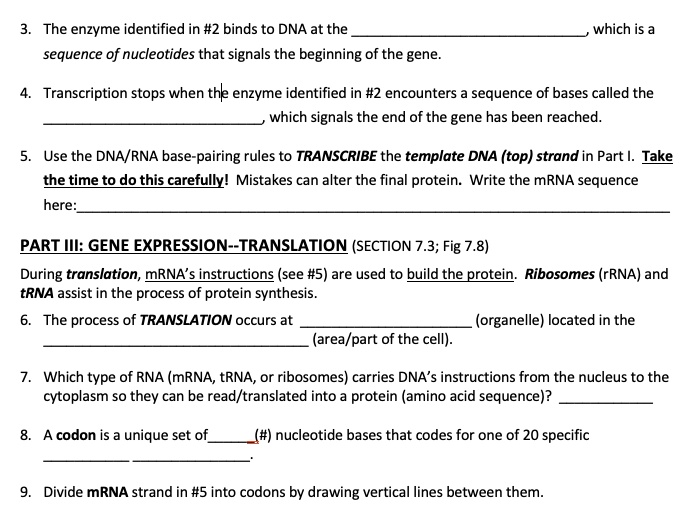 3. The enzyme identified in #2 binds to DNA at the , which is a
sequence of nucleotides that signals the beginning of the gene.

4. Transcription stops when the enzyme identified in #2 encounters a sequence of bases called the
, which signals the end of the gene has been reached.

5. Use the DNA/RNA base-pairing rules to TRANSCRIBE the template DNA (top) strand in Part I. Take
the time to do this carefully! Mistakes can alter the final protein. Write the mRNA sequence
here:

PART III: GENE EXPRESSION–TRANSLATION (SECTION 7.3; Fig 7.8)
During translation, mRNA's instructions (see #5) are used to build the protein. Ribosomes (rRNA) and
tRNA assist in the process of protein synthesis.

6. The process of TRANSLATION occurs at  (organelle) located in the
 (area/part of the cell).

7. Which type of RNA (mRNA, tRNA, or ribosomes) carries DNA's instructions from the nucleus to the
cytoplasm so they can be read/translated into a protein (amino acid sequence)? 

8. A codon is a unique set of (#) nucleotide bases that codes for one of 20 specific
.

9. Divide mRNA strand in #5 into codons by drawing vertical lines between them.