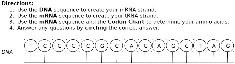 SOLVED: Directions: Use the DNA sequence to create your mRNA strand ...