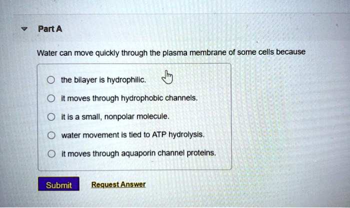 Part A
Water can move quickly through the plasma membrane of some cells because
the bilayer is hydrophilic.
it moves through hydrophobic channels.
it is a small, nonpolar molecule.
water movement is tied to ATP hydrolysis.
it moves through aquaporin channel proteins.
