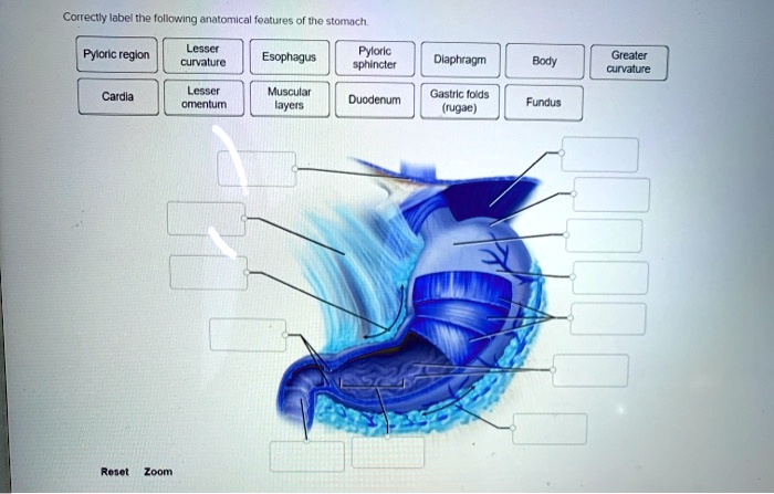 SOLVED: Correctly label the following anatomical features of the