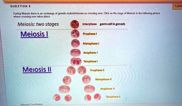 QUESTION 5
During Meiosis there is an exchange of genetic material known as crossing over. Click on the stage of Meiosis in the following picture where crossing over takes place
Meiosis: two stages
Interphase germ cell in gonads
Meiosis I
Prophase I
Metaphase I
Anaphase I
Telophase I
Meiosis II
Prophase II
Metaphase II
Anaphase II
Telophase II