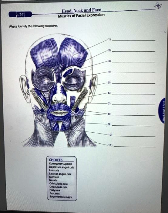 SOLVED Please identify the following structures Muscles of