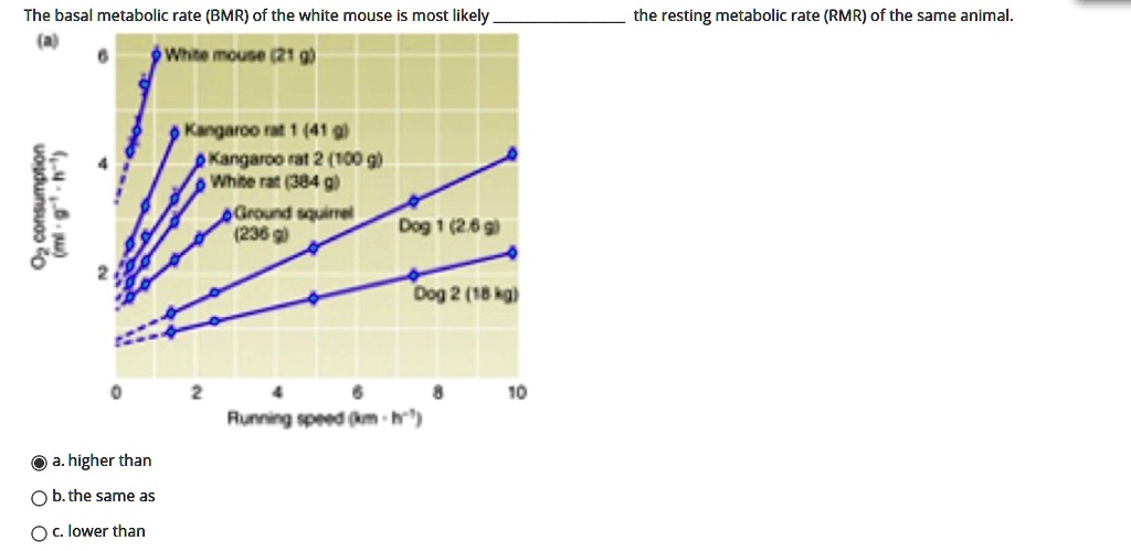 which rat had the fastest basal metabolic rate bmr