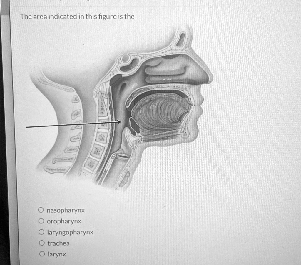 SOLVED: The area indicated in this figure is the nasopharynx oropharynx ...