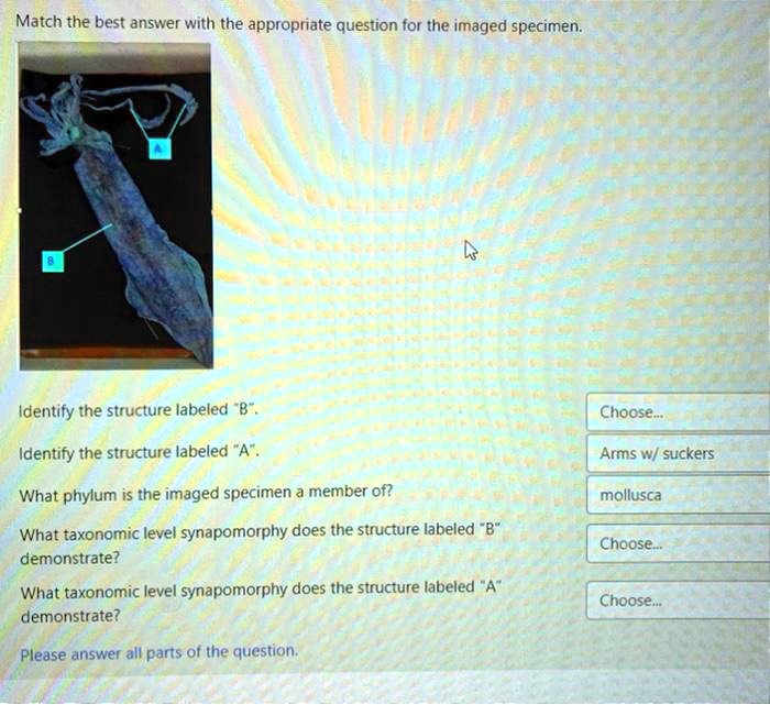 SOLVED Match the best answer with the appropriate question for the imaged specimen. Identify
