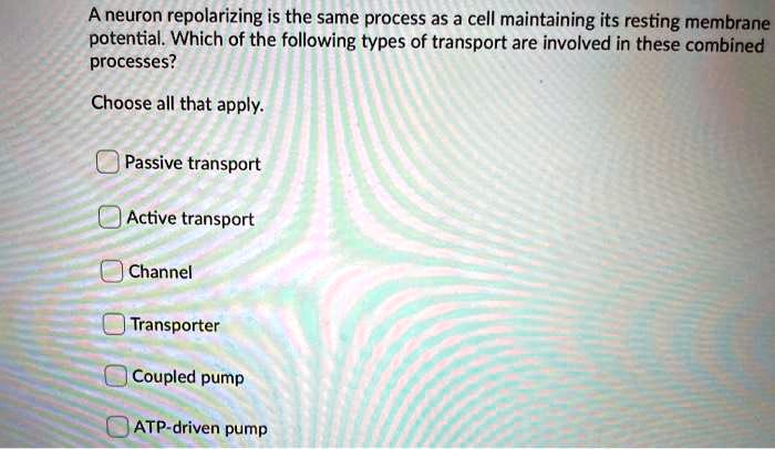 SOLVED: A neuron repolarizing is the same process as a cell maintaining ...