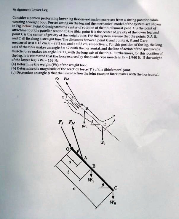 SOLVED: Assignment: Lower Leg Consider a person performing lower leg  flexion-extension exercises from a sitting position while wearing a weight  boot. Forces acting on the leg and the mechanical model of the