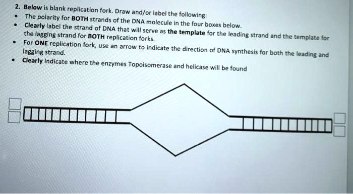 SOLVED: 2. Below is a blank replication fork. Draw and/or label the ...