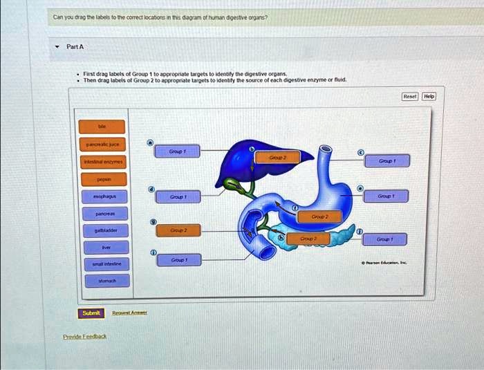 Can You Drag The Labels To The Correct Locations In This Diagram Of ...