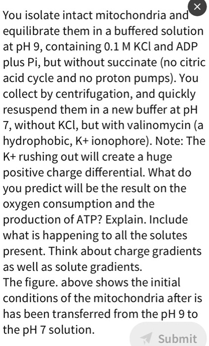 You isolate intact mitochondria and equilibrate them in a buffered solution at pH 9, containing 0.1 M KCl and ADP plus Pi, but without succinate (no citric acid cycle and no proton pumps). You collect by centrifugation, and quickly resuspend them in a new buffer at pH 7, without KCl, but with valinomycin (a hydrophobic, K+ ionophore). Note: The K+ rushing out will create a huge positive charge differential. What do you predict will be the result on the oxygen consumption and the production of ATP? Explain. Include what is happening to all the solutes present. Think about charge gradients as well as solute gradients. The figure. above shows the initial conditions of the mitochondria after is has been transferred from the pH 9 to the pH 7 solution.
