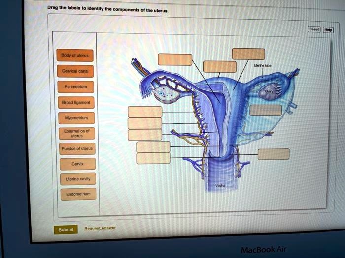 Drag the labels to identify the components of the uterus. Help Body of